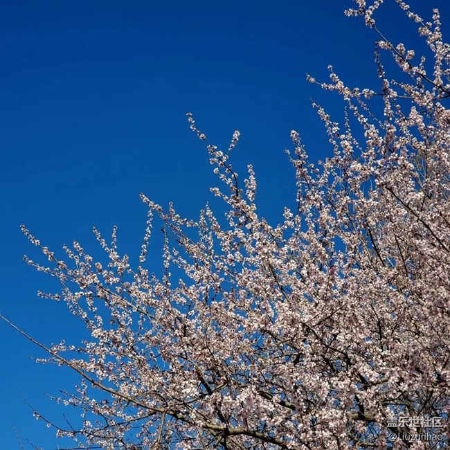 【最美四月天】春暖花开