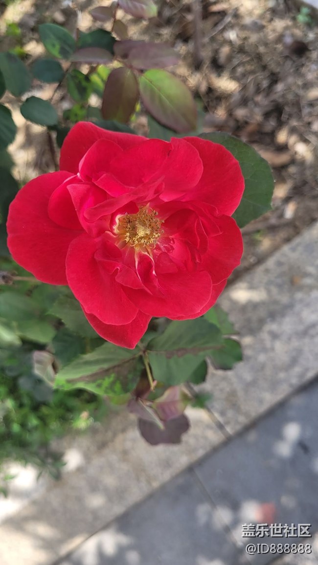 【嫩芽与春花】玫瑰