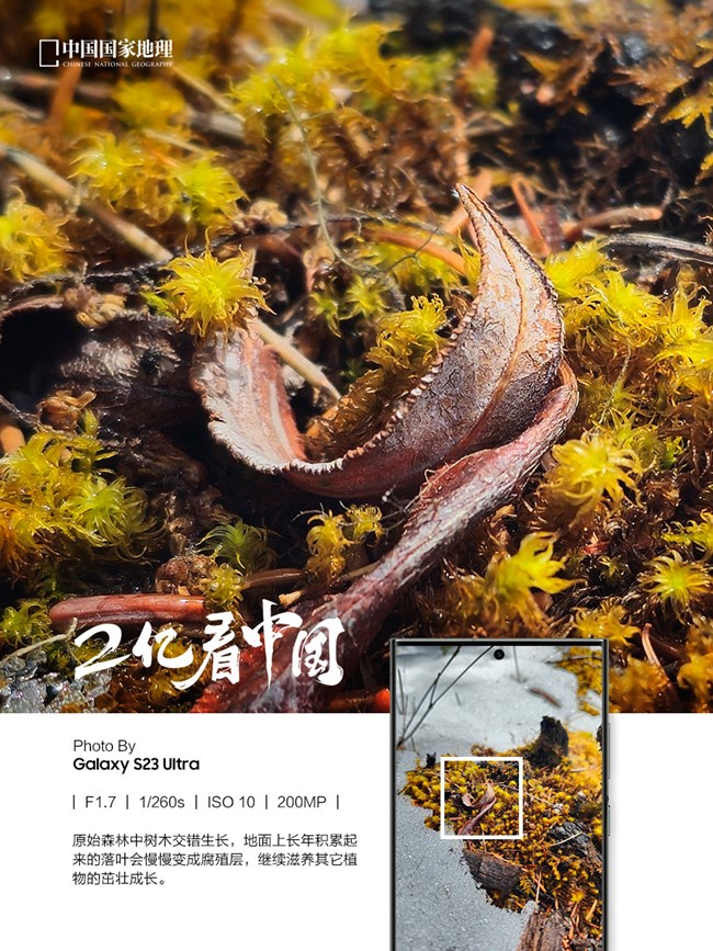 看见不一样的原始森林