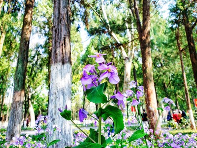 【相约春天】+踏春日