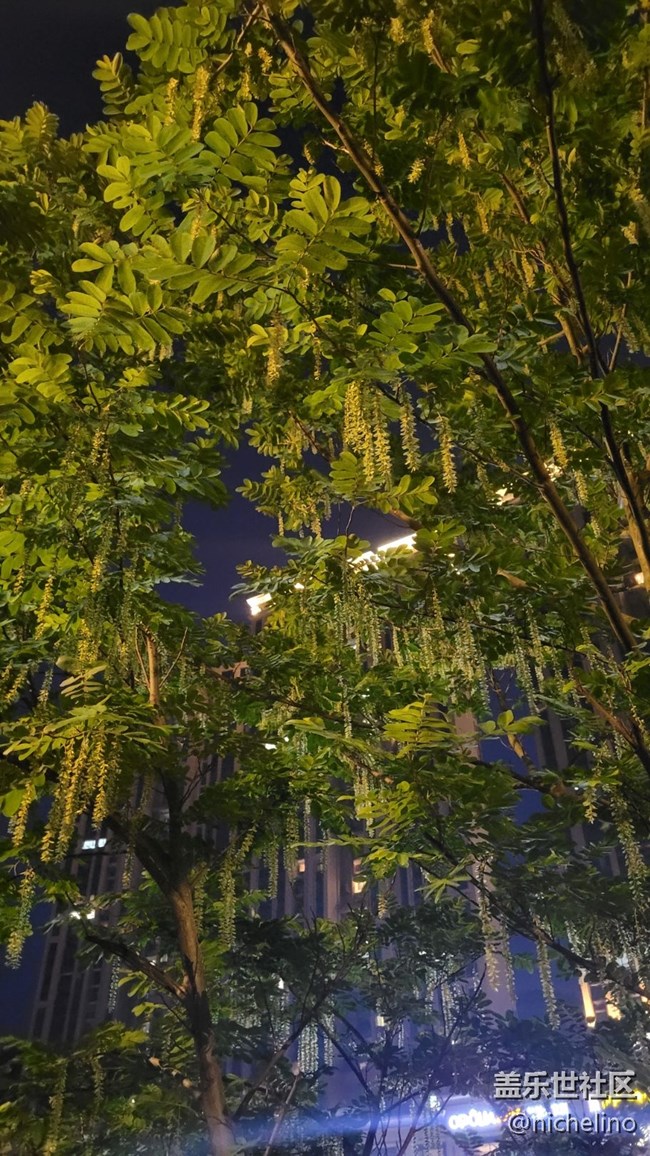 【初夏味道】苍蝇树