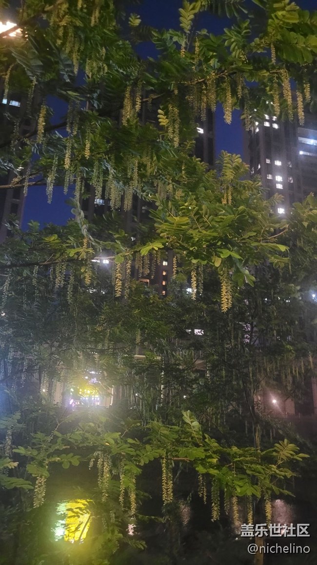 【初夏味道】苍蝇树