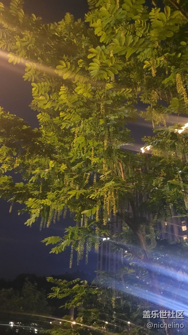 【初夏味道】苍蝇树