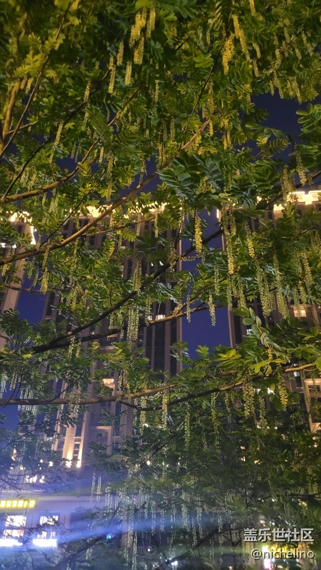 【初夏味道】苍蝇树