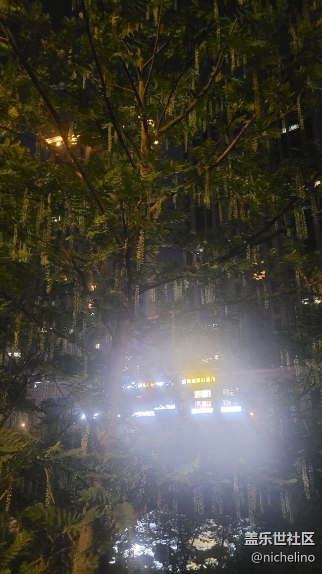 【初夏味道】苍蝇树