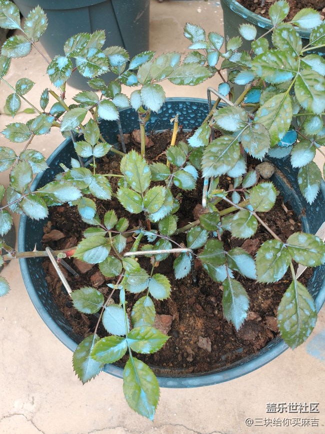 【嫩芽与春花】春天的嫩芽