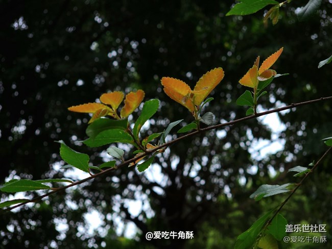 【嫩芽与春花】公园小景