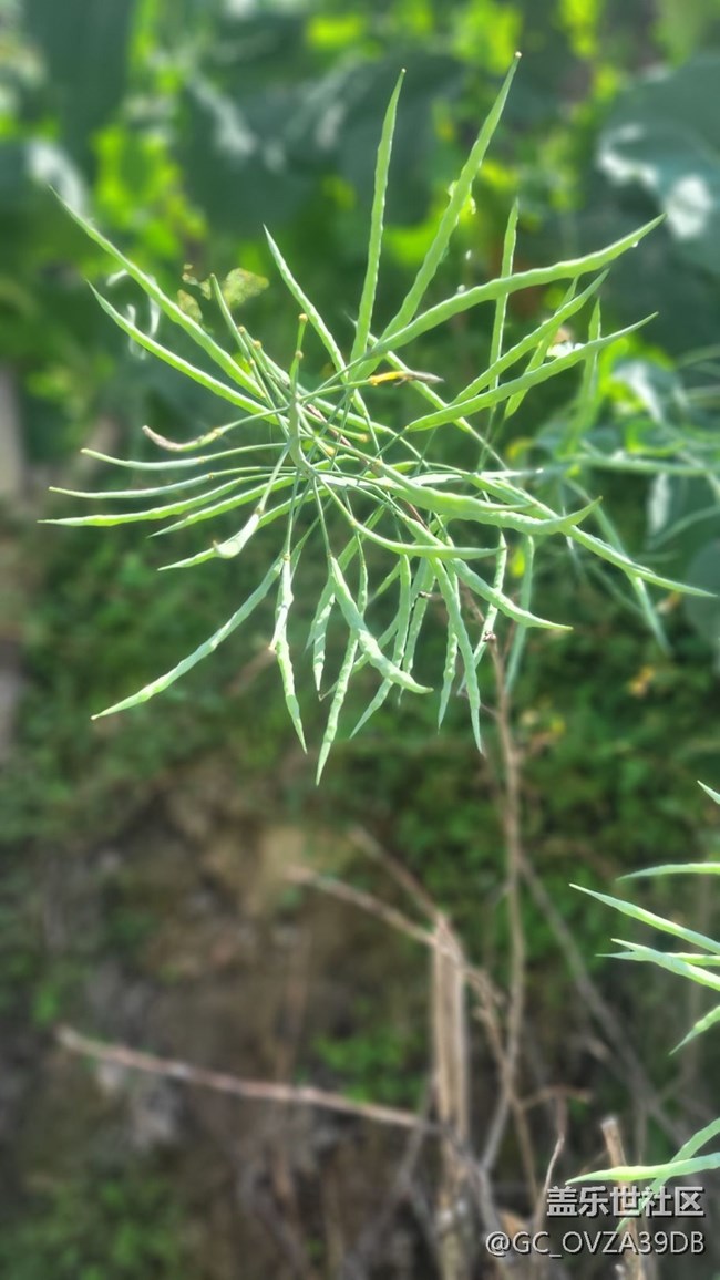 【初夏味道】将近夏天