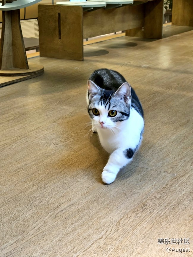 【三星S23系列品鉴活动】猫与S23