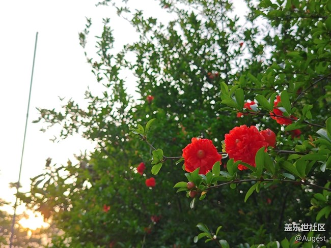 【四季果实】日常