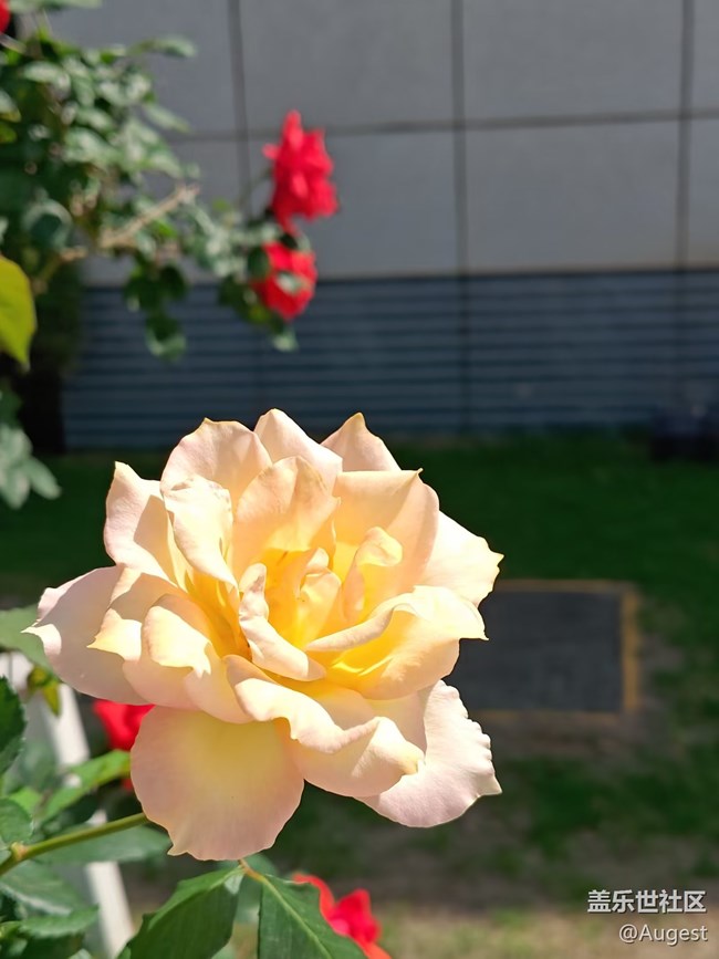 【四季果实】日常