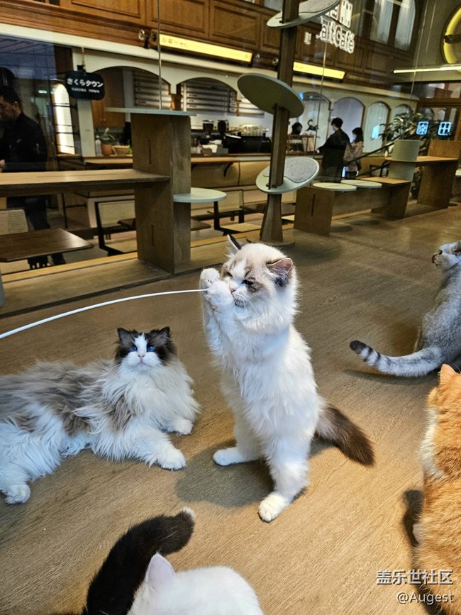 【三星S23系列品鉴活动】猫与S23