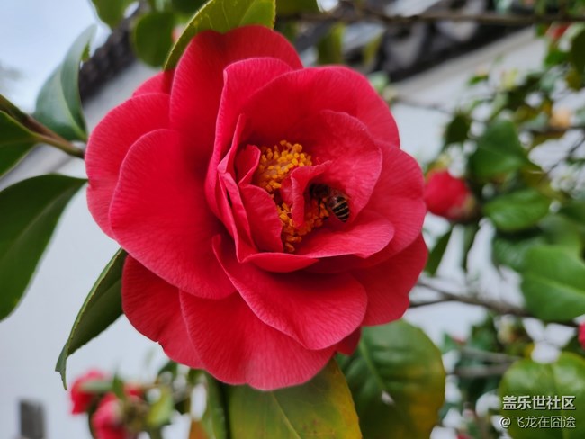 #路过风景线——茶花