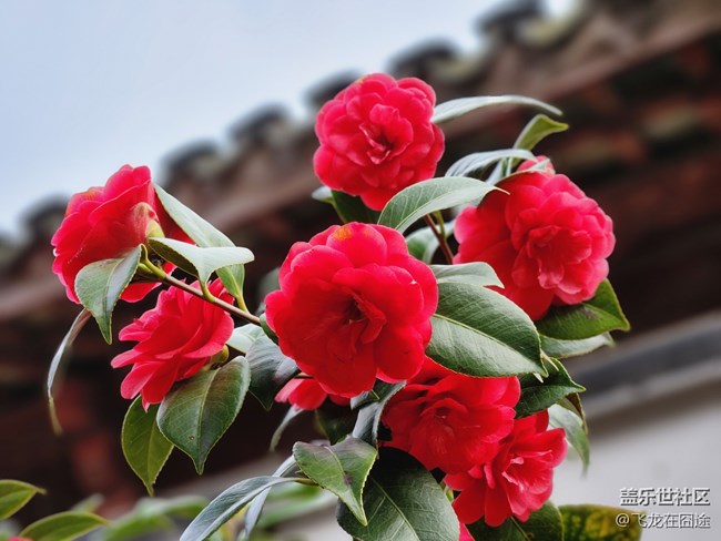 #路过风景线——茶花