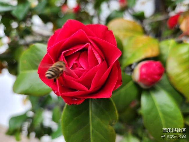 #路过风景线——茶花