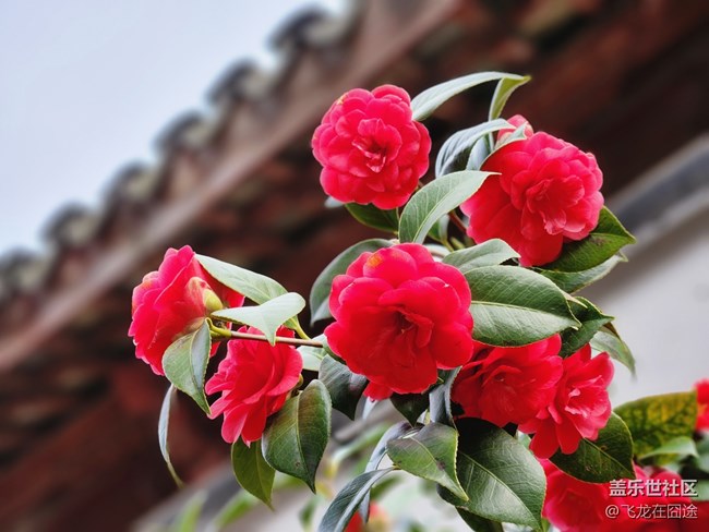 #路过风景线——茶花