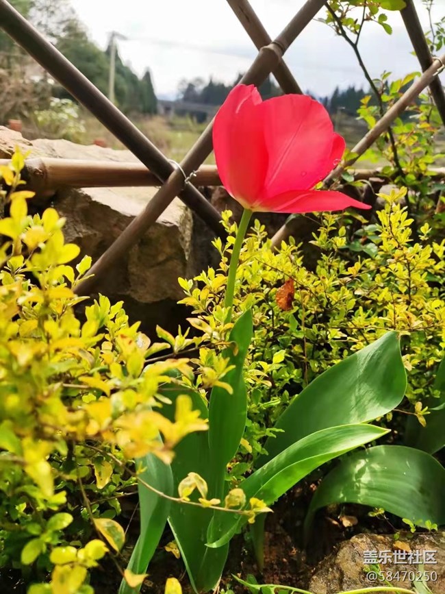 【最美四月天】开花了
