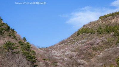 【相约春天】+ 桃花山谷