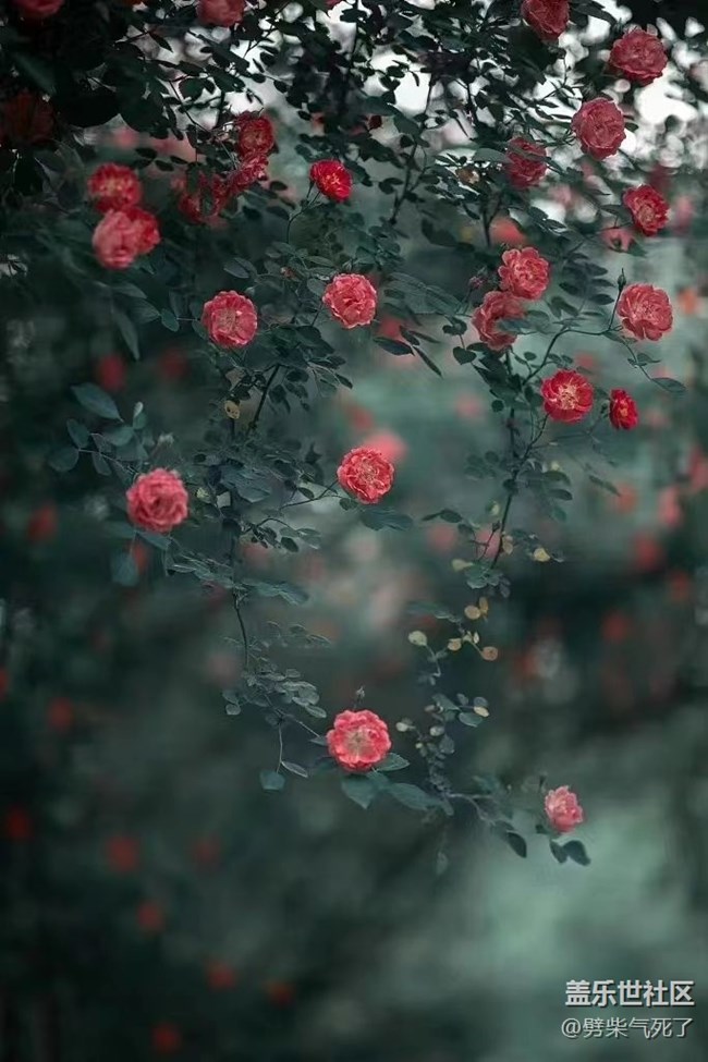【最美四月天】漂亮的花