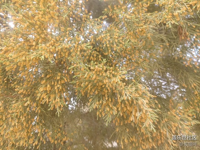 【昨天互动词】+ 枝头