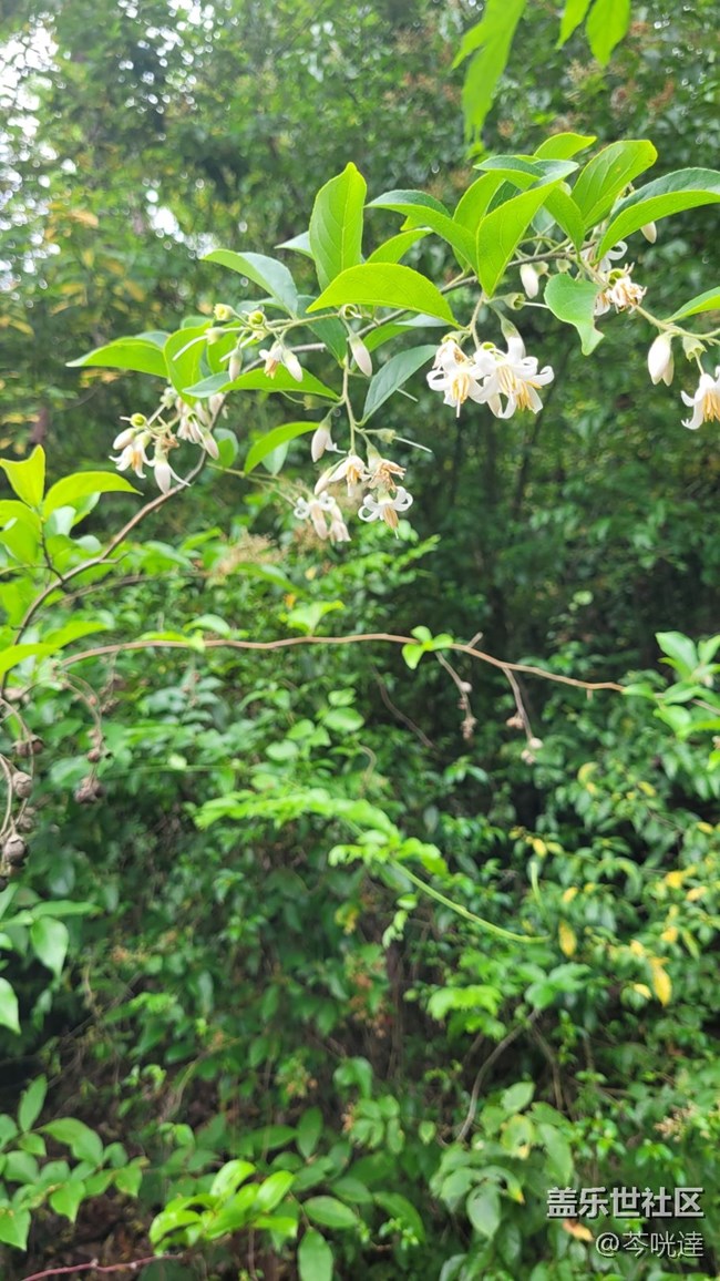 【初夏味道】入夏