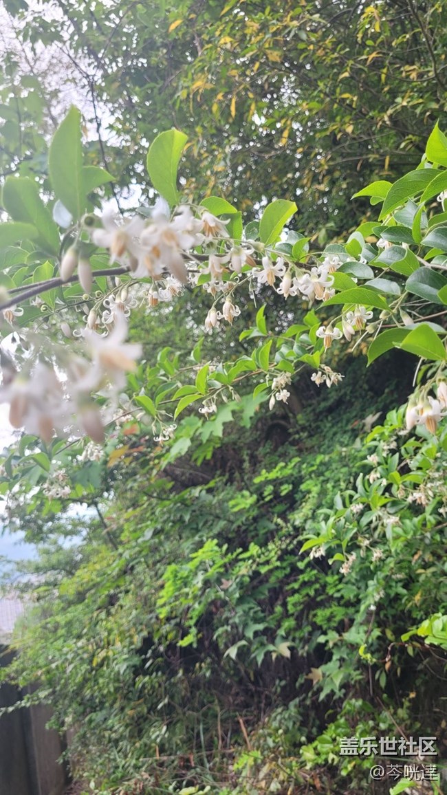 【初夏味道】入夏