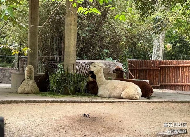 #路过风景线——动物园
