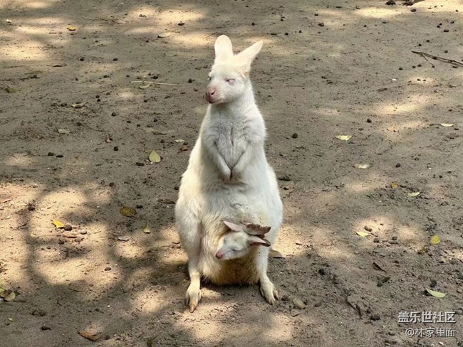 #路过风景线——动物园