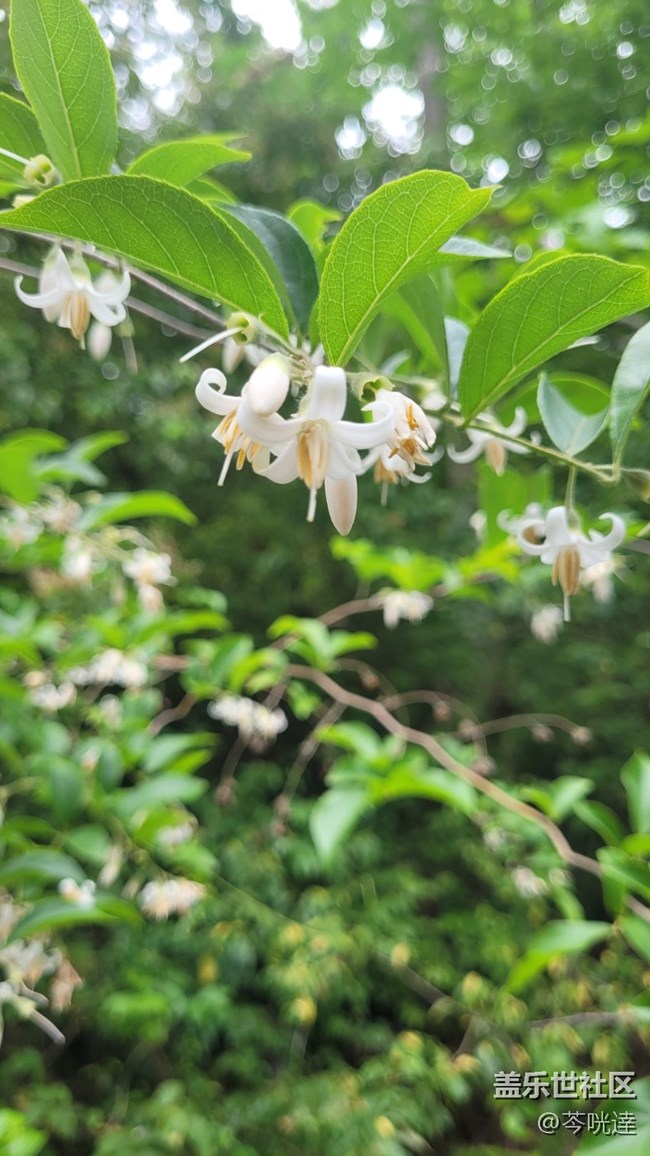 【初夏味道】入夏
