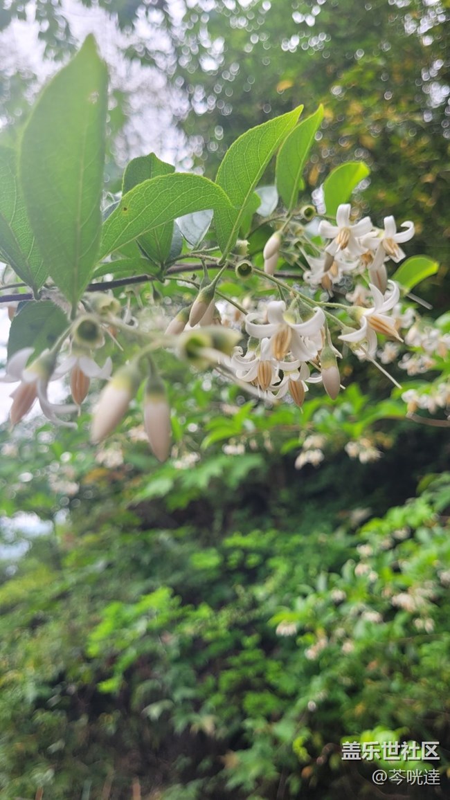 【初夏味道】入夏