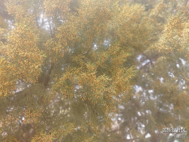 【昨天互动词】+ 枝头