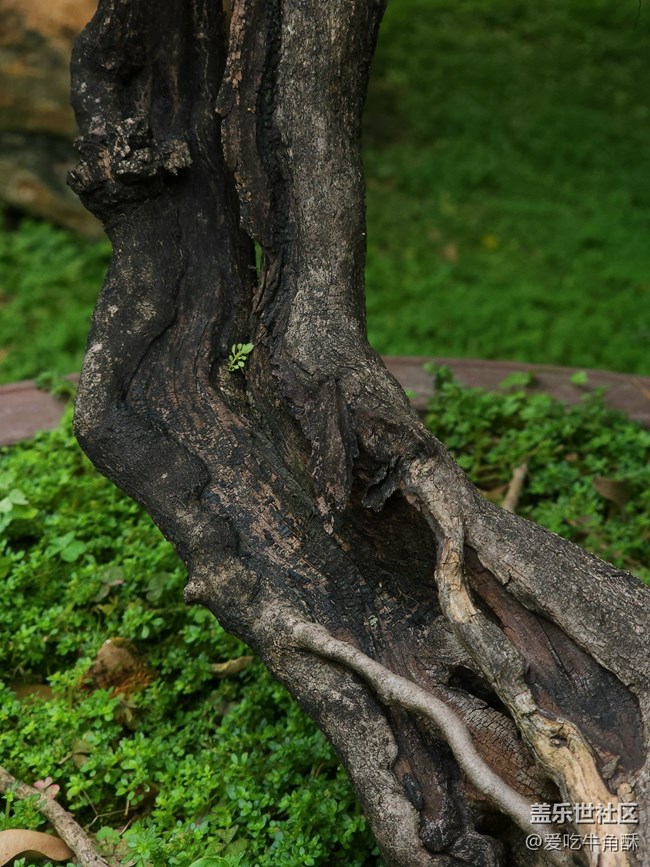 【山野之间】绿之气息