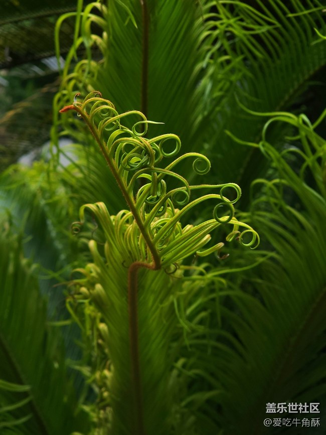 【山野之间】绿之气息