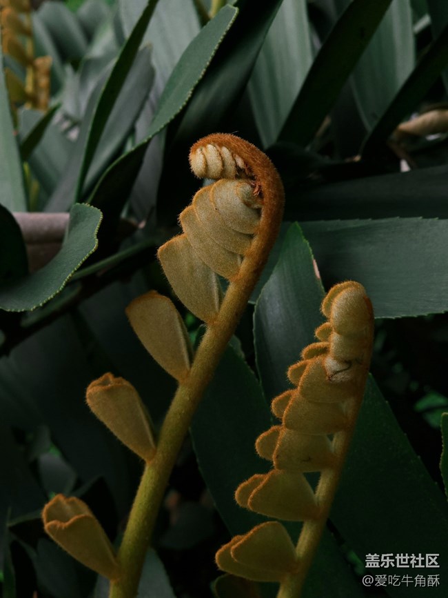 【山野之间】绿之气息