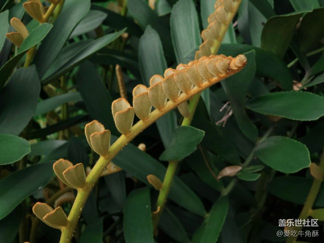 【山野之间】绿之气息