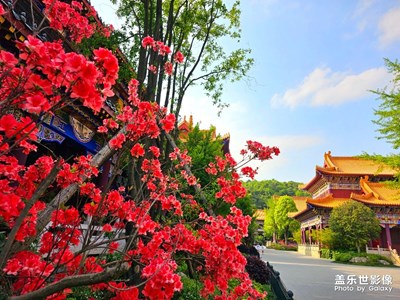 【我的五一】+花季西普陀