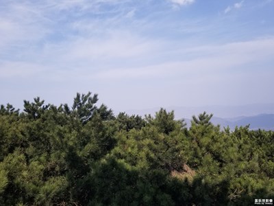 河南迎客松