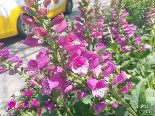 【春色满园】花香