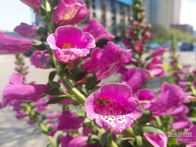 【春色满园】花香