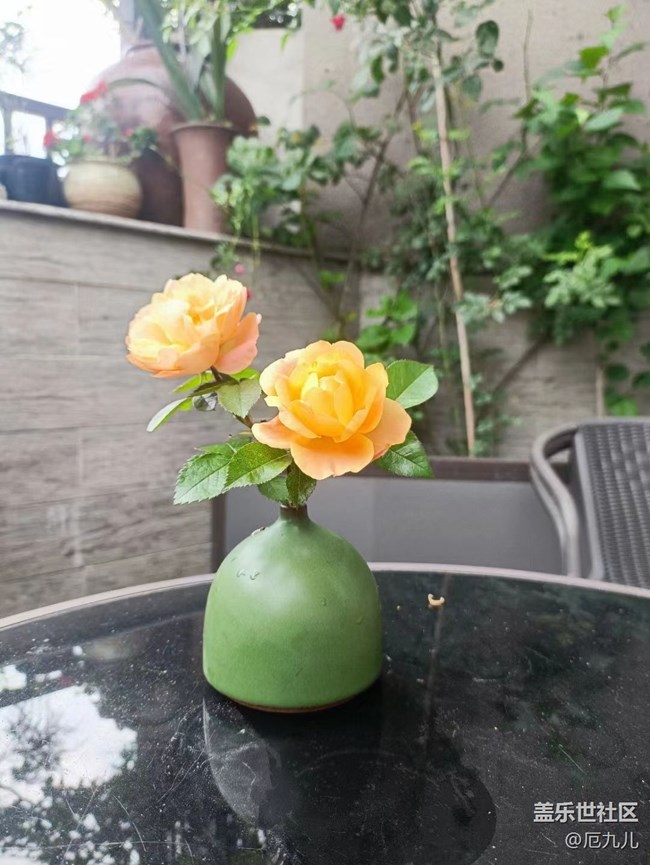 【初夏味道】莲花
