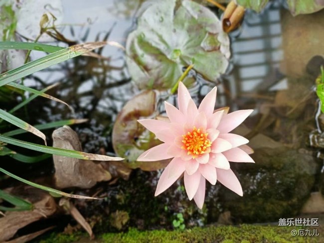 【初夏味道】莲花