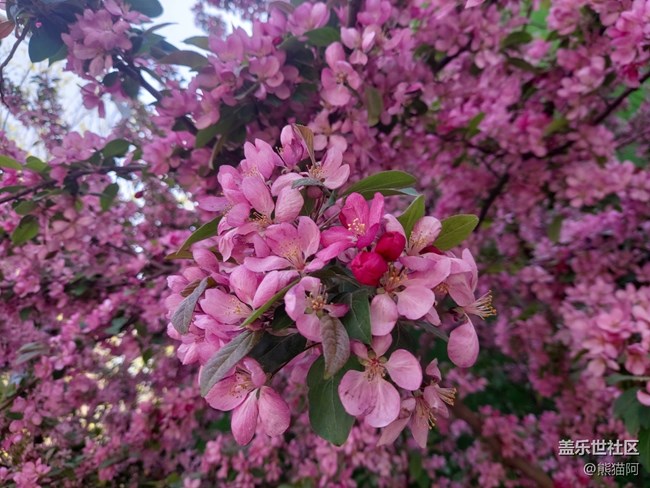 【春色满园】花香