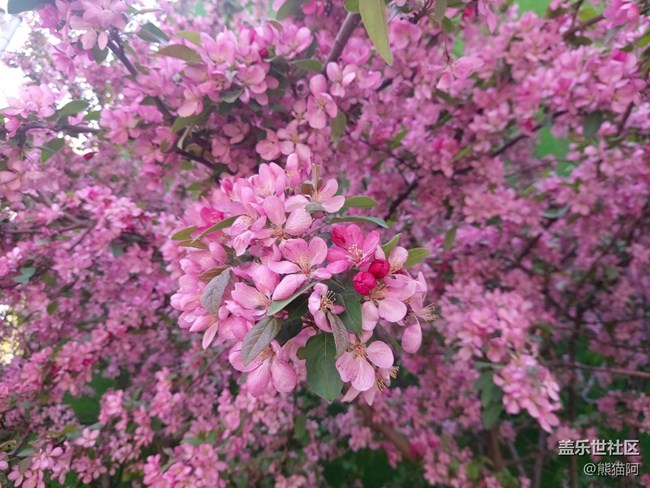 【春色满园】花香