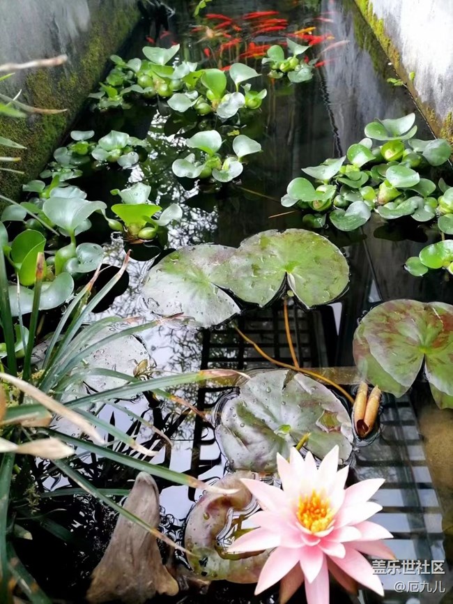 【初夏味道】莲花