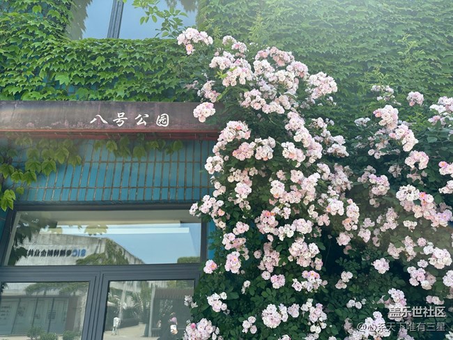 【五一游玩记】8号公园，一个被遗忘的小众景点