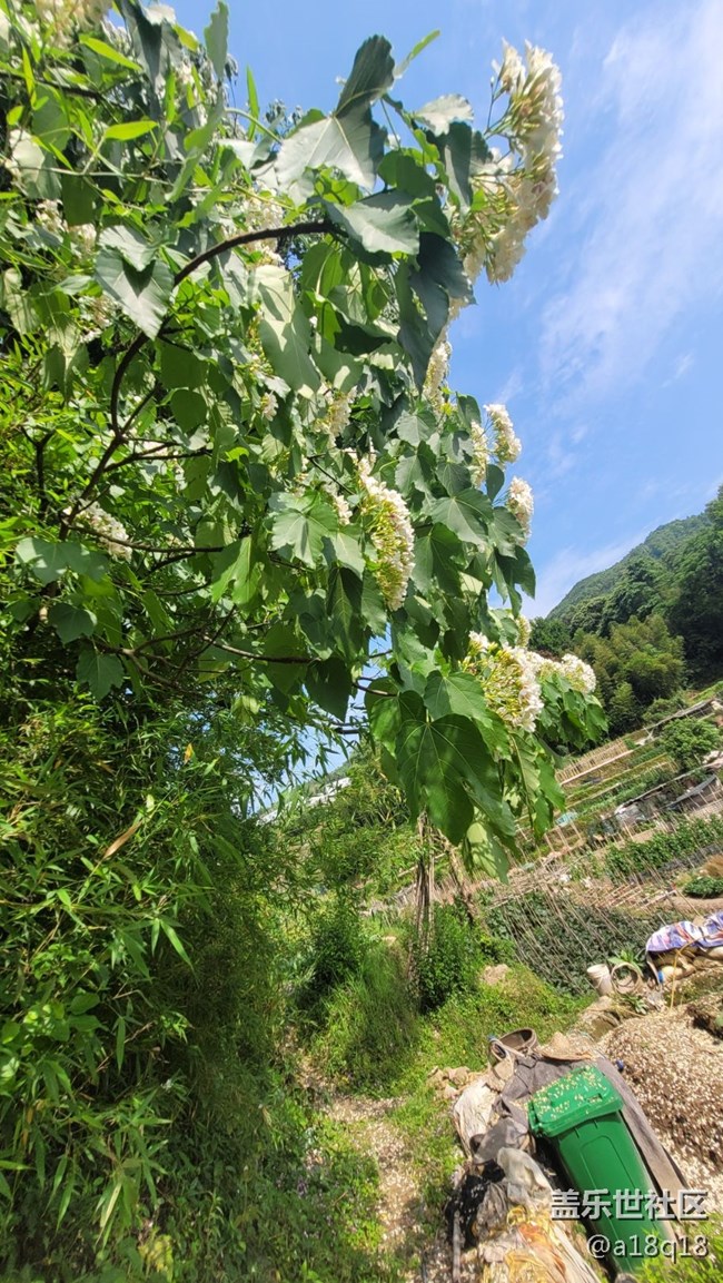 【初夏味道】树花