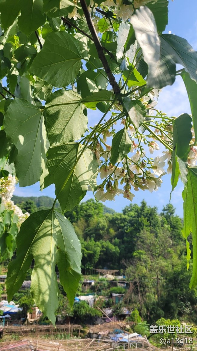【初夏味道】树花