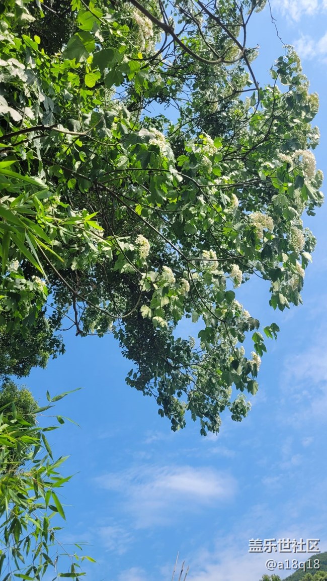【初夏味道】树花