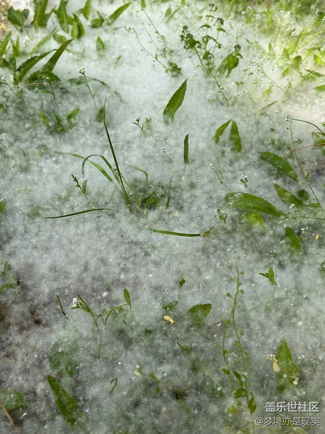 【与青春撞个满怀】柳絮铺满地