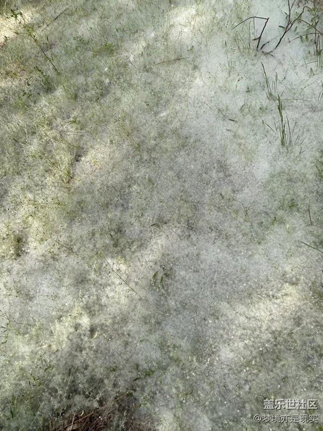 【与青春撞个满怀】柳絮铺满地